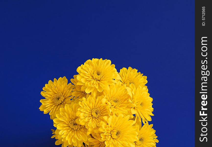 Bouquet of several yellow flowers with blue background. Bouquet of several yellow flowers with blue background