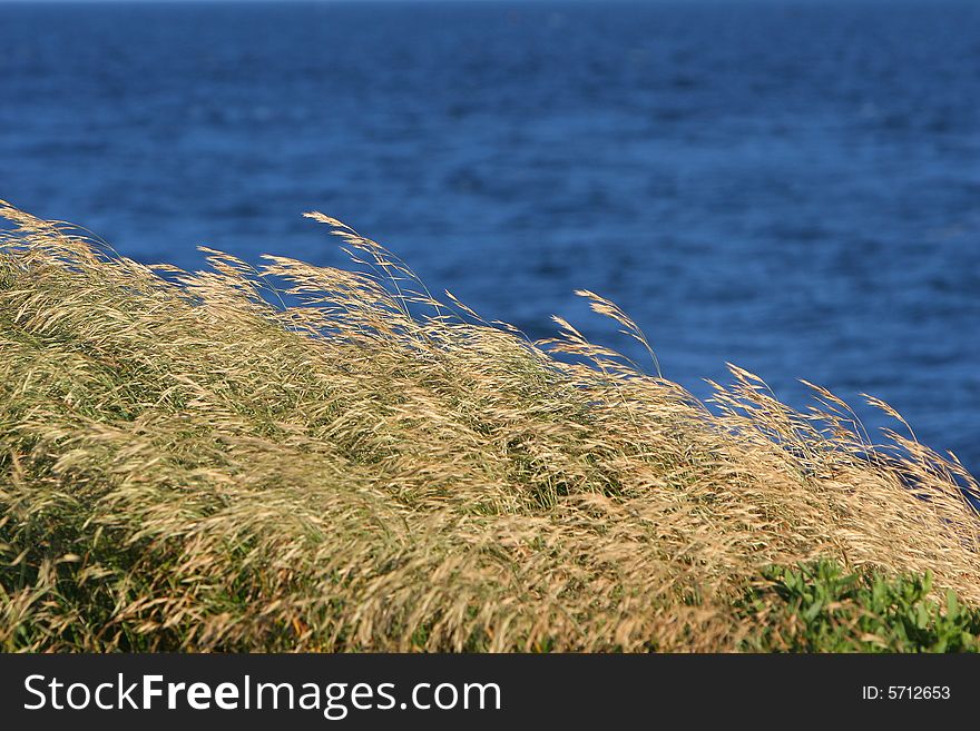 Blue sea background and brown grass on the bank. A beautiful summer.