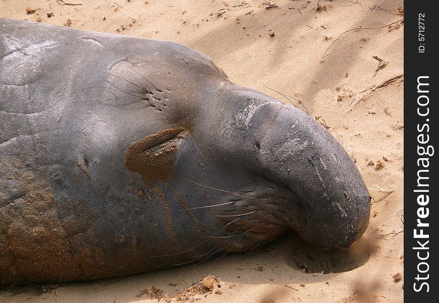 Government employee elephant seal: Come back tomorrow, I can't pose for you, I have an important meeting today.