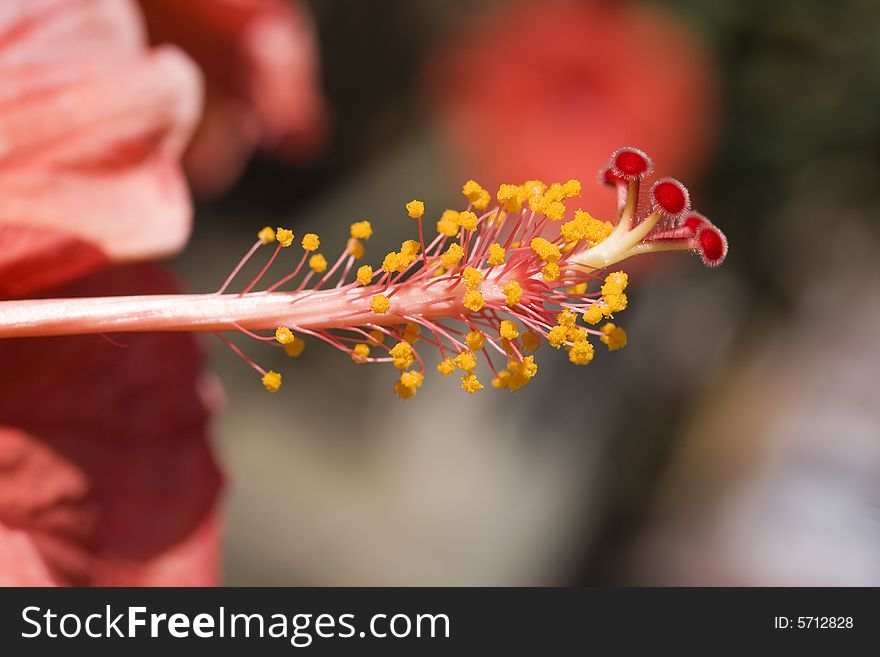 Macro shot of a Hibiscus stamen and piston. Macro shot of a Hibiscus stamen and piston