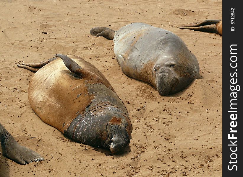 Elephant seals lying on the beach recouping from winter. Elephant seals lying on the beach recouping from winter