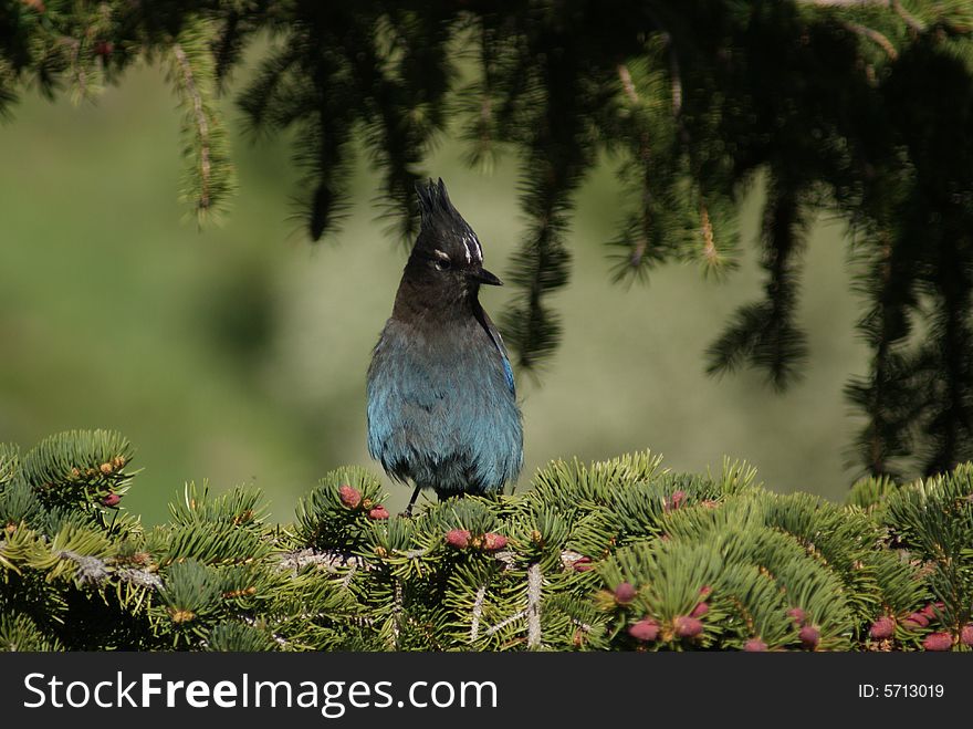 Blue jay bird closeup on evergreen tree. Blue jay bird closeup on evergreen tree