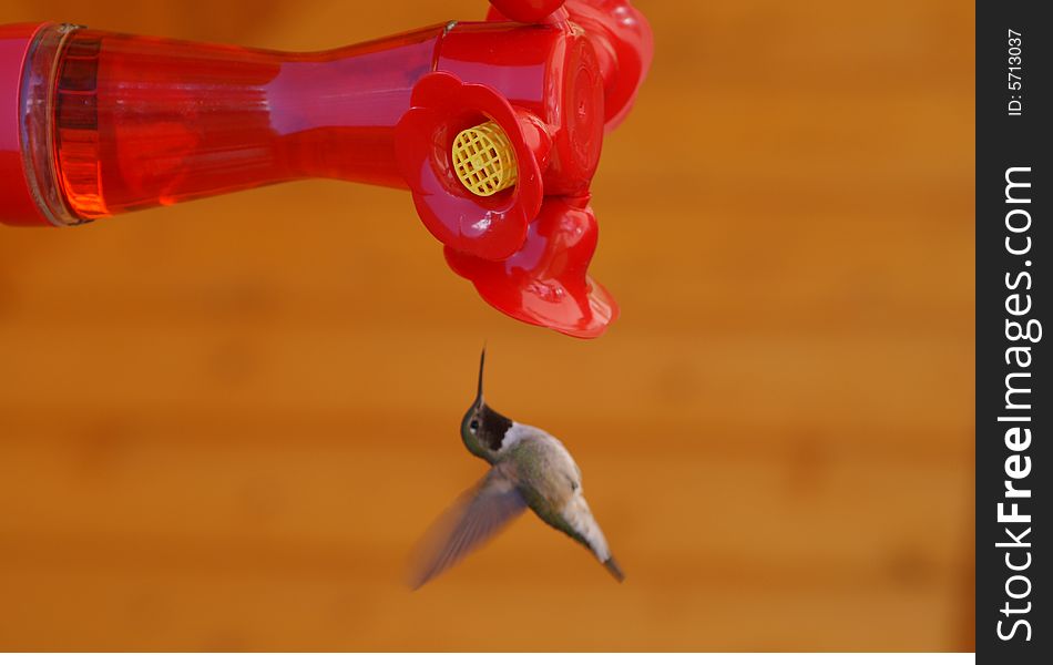 Mountain hummingbird hovering by red feeder. Mountain hummingbird hovering by red feeder