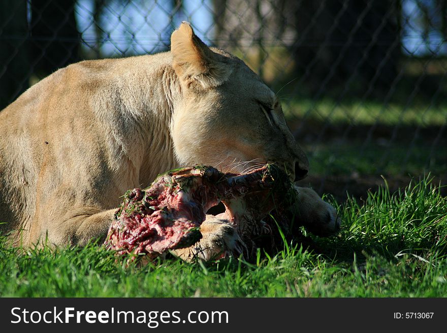 A lion lying down and eating a her food. A lion lying down and eating a her food