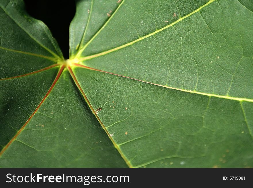 Close - up of maple leaf.