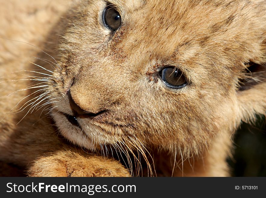 A little lion cub outside in the sun