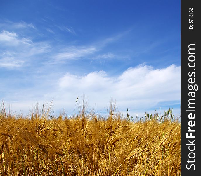 Wheat ears against the blue  sky. Wheat ears against the blue  sky