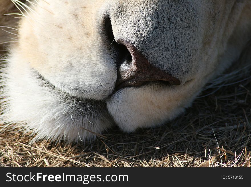 A close up of the rare white lion's nose. A close up of the rare white lion's nose
