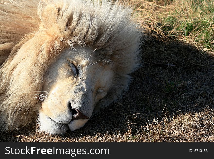 The rare white lion sleeping in the sun