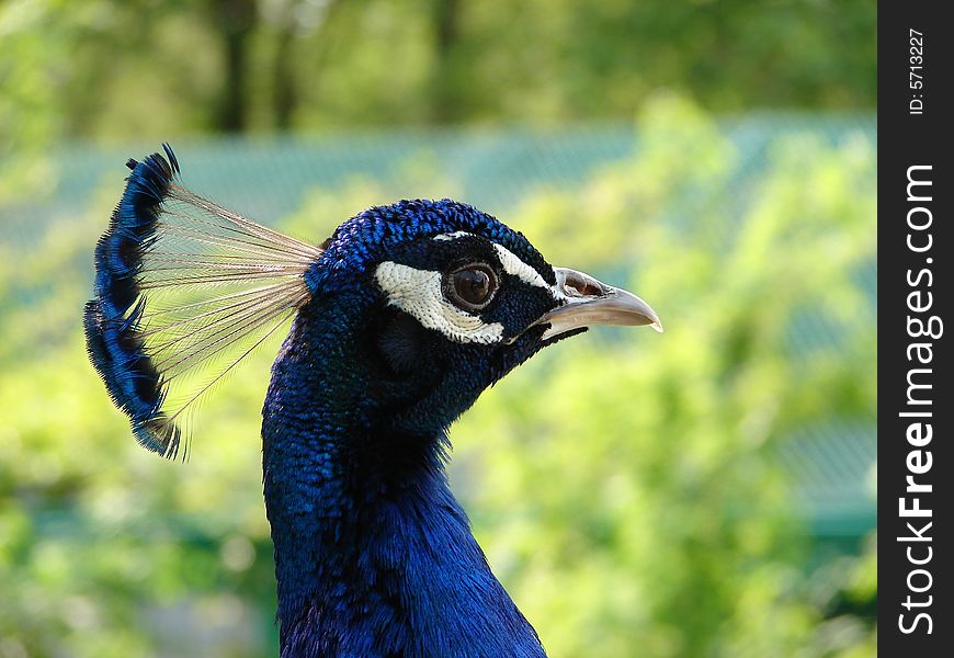 Close up of peacock's head