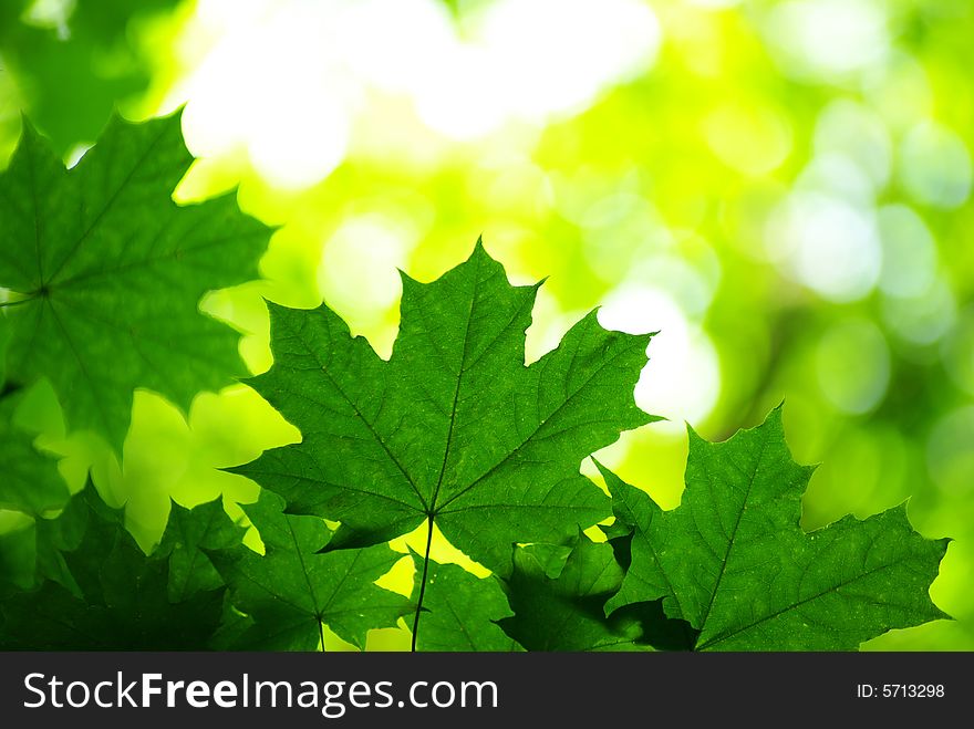 Green leaves background in sunny day