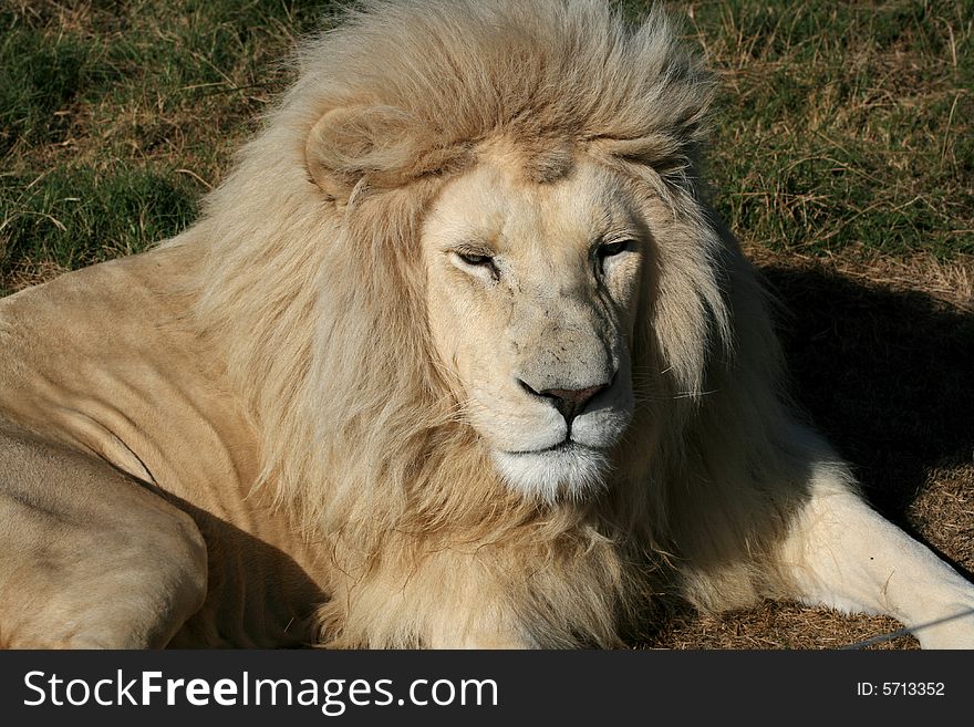 The very rare white lion male