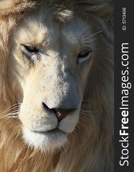 A portrait of a rare white lion in a game park in South Africa