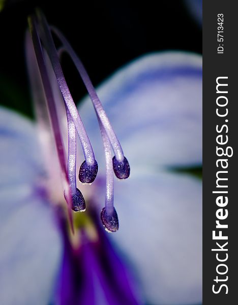 Blue Glory Bower from Africa