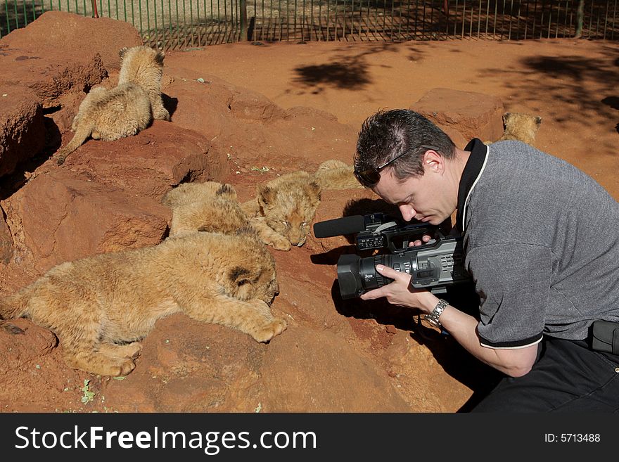 A man recording the lion cubs. A man recording the lion cubs