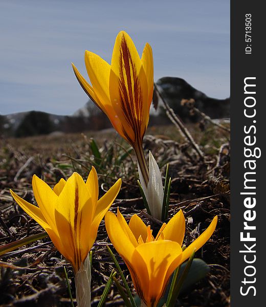 Crocuses on the top of Ai-Petry. Crocuses on the top of Ai-Petry