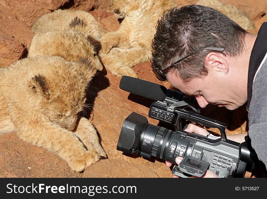 A man recording the lion cubs with camera. A man recording the lion cubs with camera