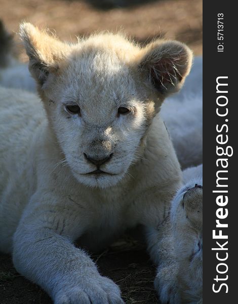 A white lion cub lying on the ground