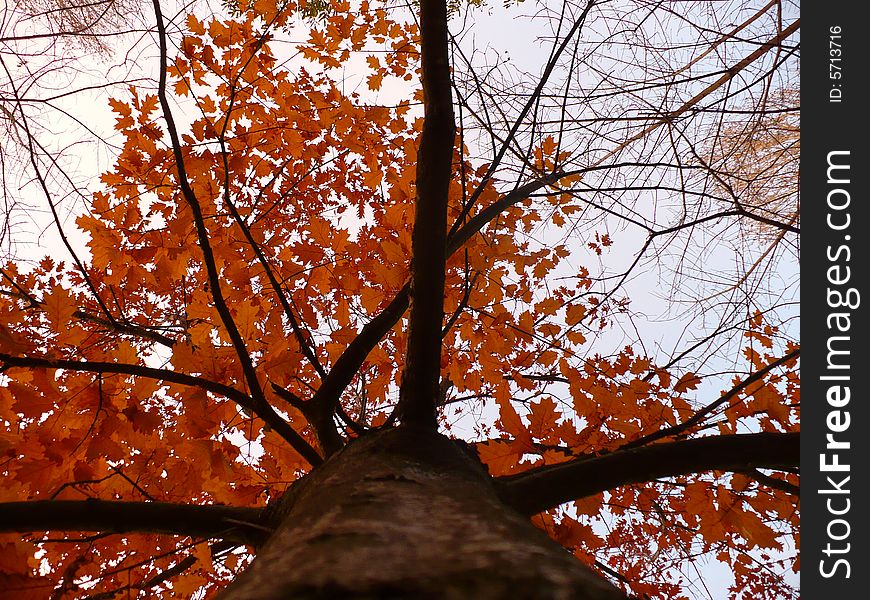 Strange red tree of autumn