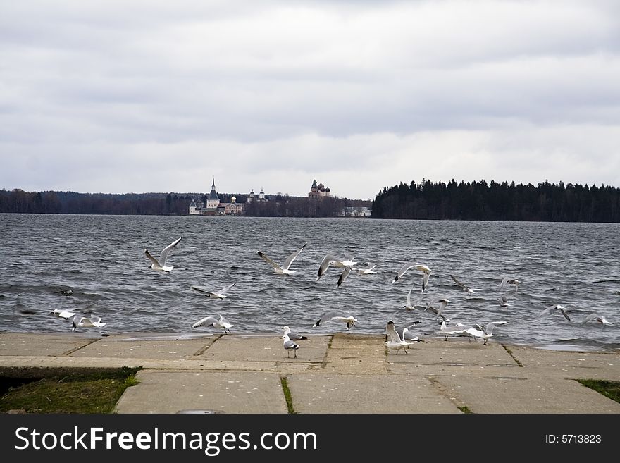 Lake Valgay, seagull, forest and pier