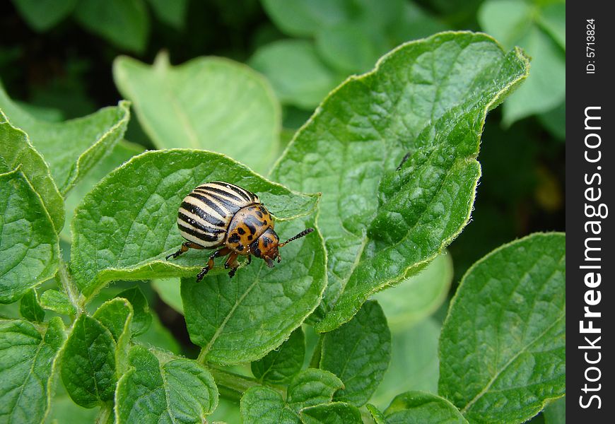 Adoult potato / colorado beetle on potato leaf. Adoult potato / colorado beetle on potato leaf