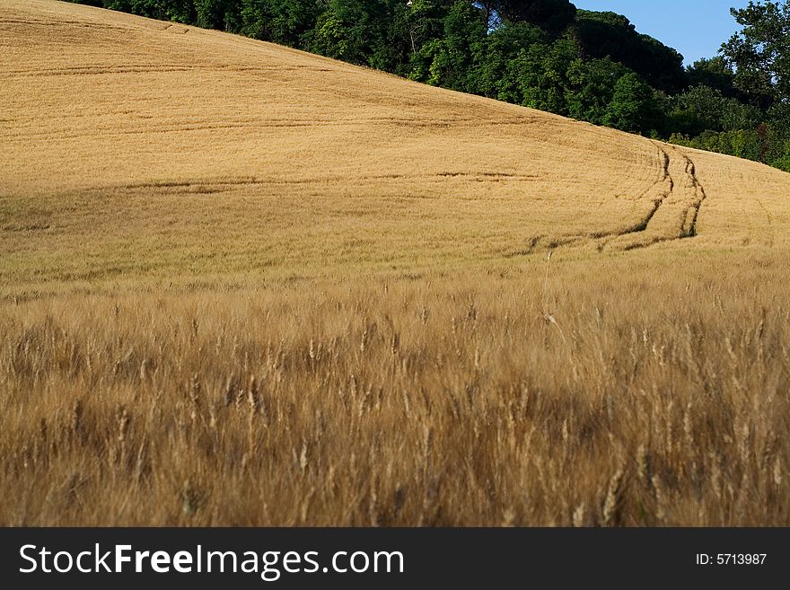 This is a cornfield in a wonderful sunday