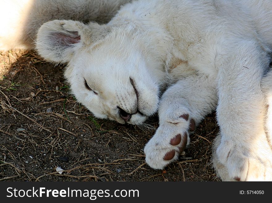 Close up of a rare white lion cub sleeping peacefully. Close up of a rare white lion cub sleeping peacefully
