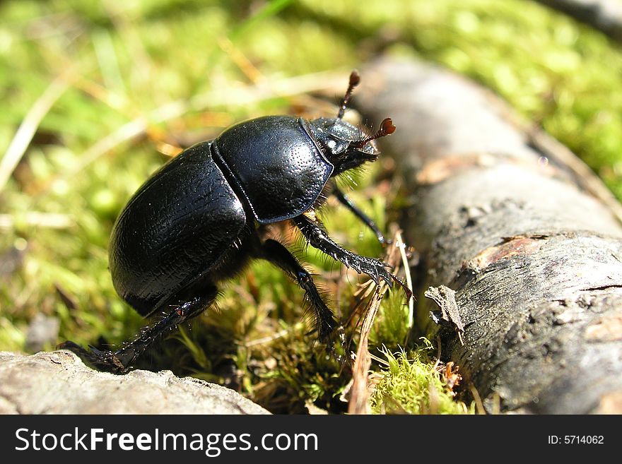 A black beetle near a log. A black beetle near a log