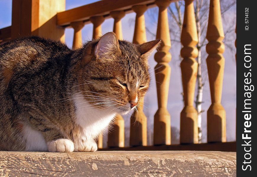 A sleepy cat on a wooden porch