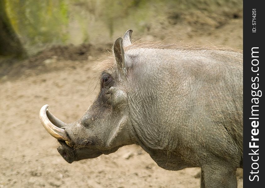 Wart-hog. Photo have been shot in the Berlin zoo