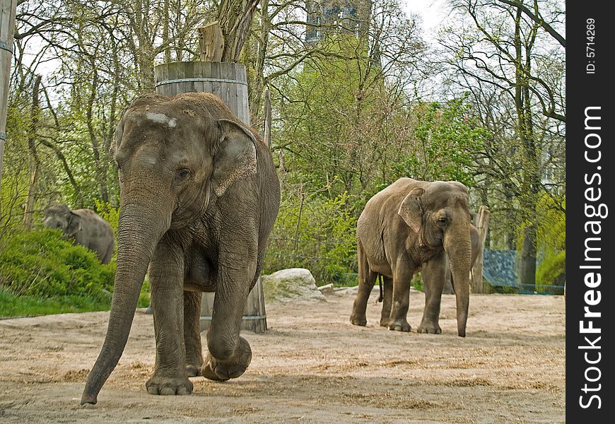 Elephants. Photo have been shot in the Berlin zoo
