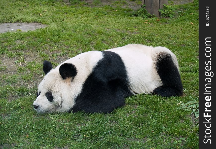 Panda. Photo have been shot in the Berlin zoo