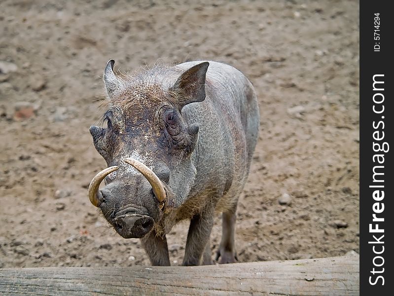 Wart-hog. Photo have been shot in the Berlin zoo