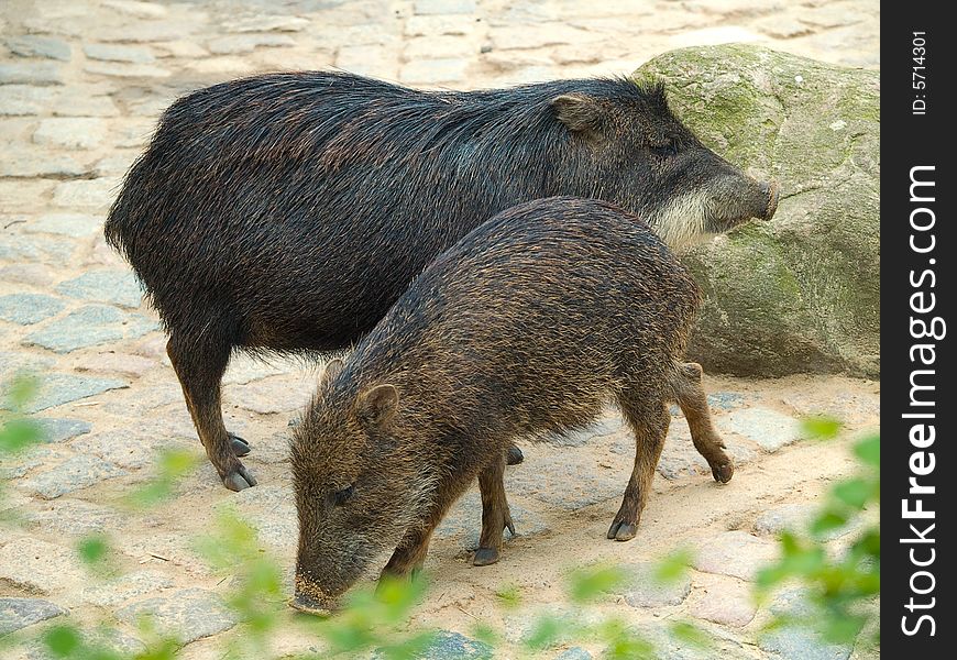 Couple of Hogs. Photo have been shot in the Berlin zoo
