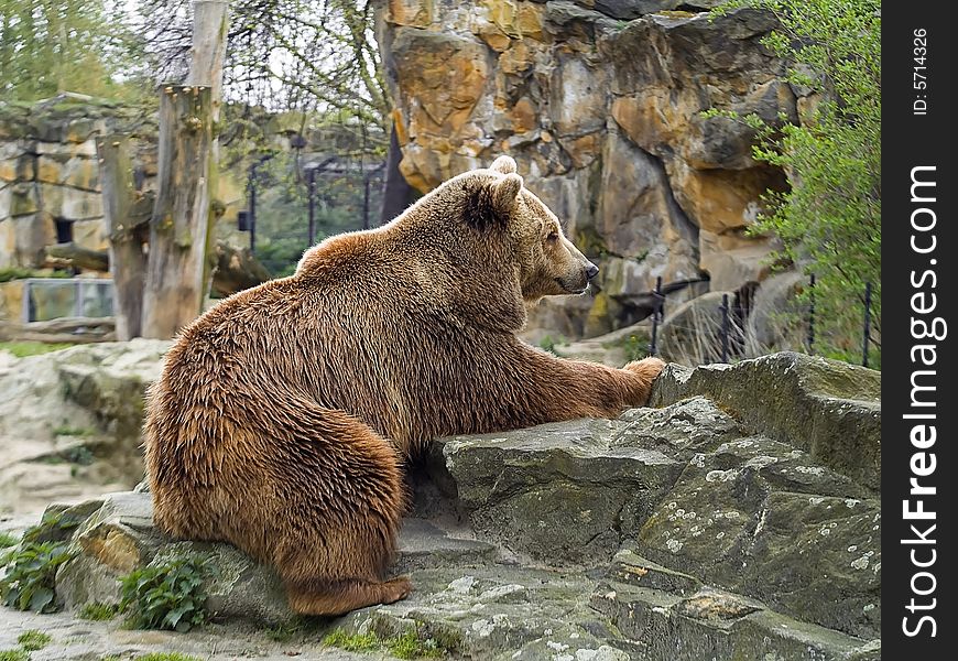 Brown bear. Photo have been shot in the Berlin zoo