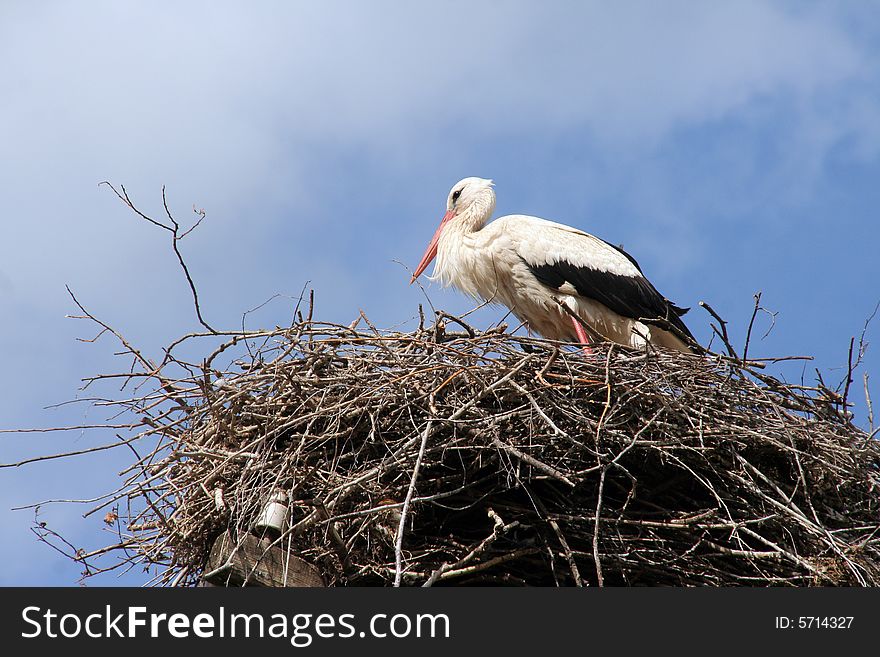 A big stork in a nest. A big stork in a nest