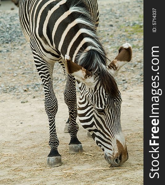 Zebra. Photo have been shot in the zoo