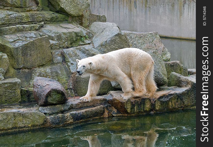 White bear. Photo have been shot in the zoo