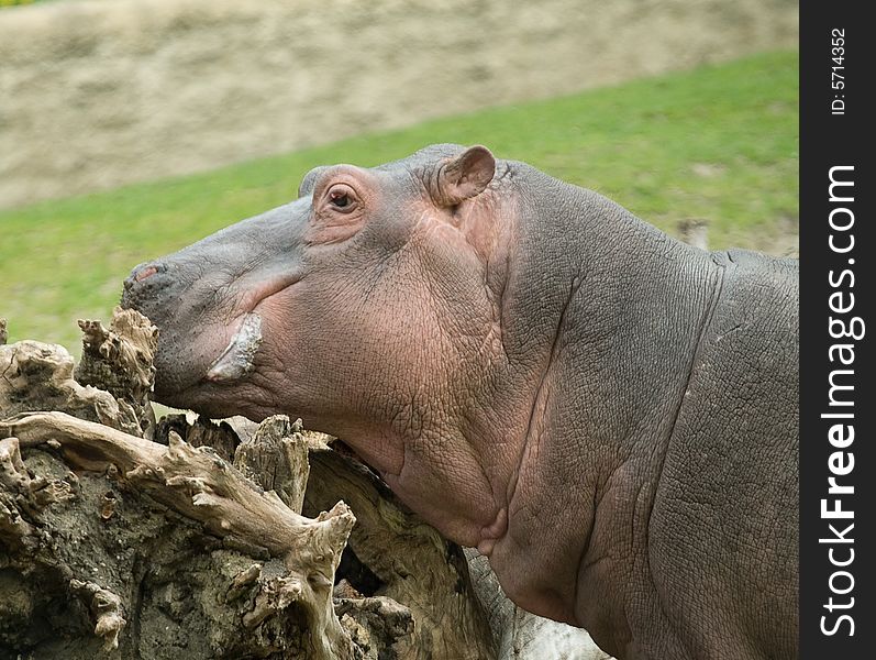 Hippopotamus. Photo have been shot in the zoo