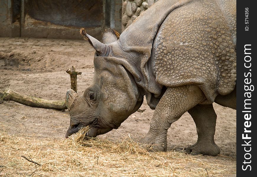 Rhinoceros. Photo have been shot in the zoo