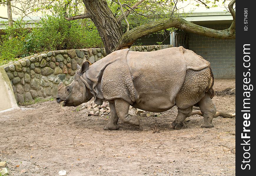Rhinoceros. Photo have been shot in the zoo