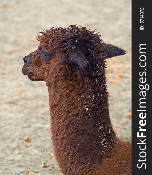 Alpaca. Photo have been shot in the zoo