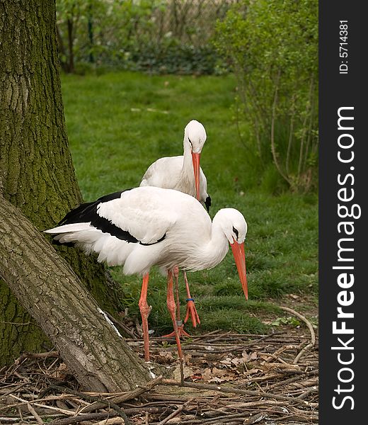 Two stork. Photo have been shot in the zoo