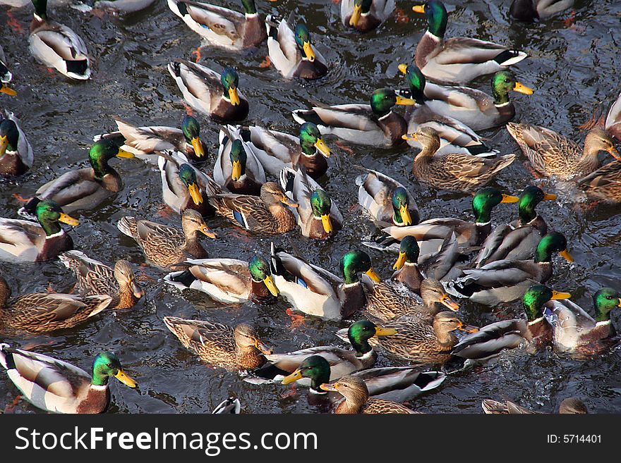 Many ducks in a pond. Many ducks in a pond