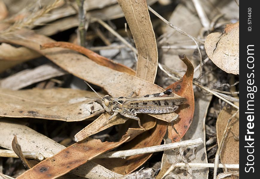 African desert locust sitting on dried brown leaves. African desert locust sitting on dried brown leaves