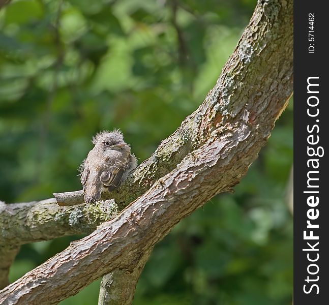 Baby flycatcher perched on a tree branch. Baby flycatcher perched on a tree branch