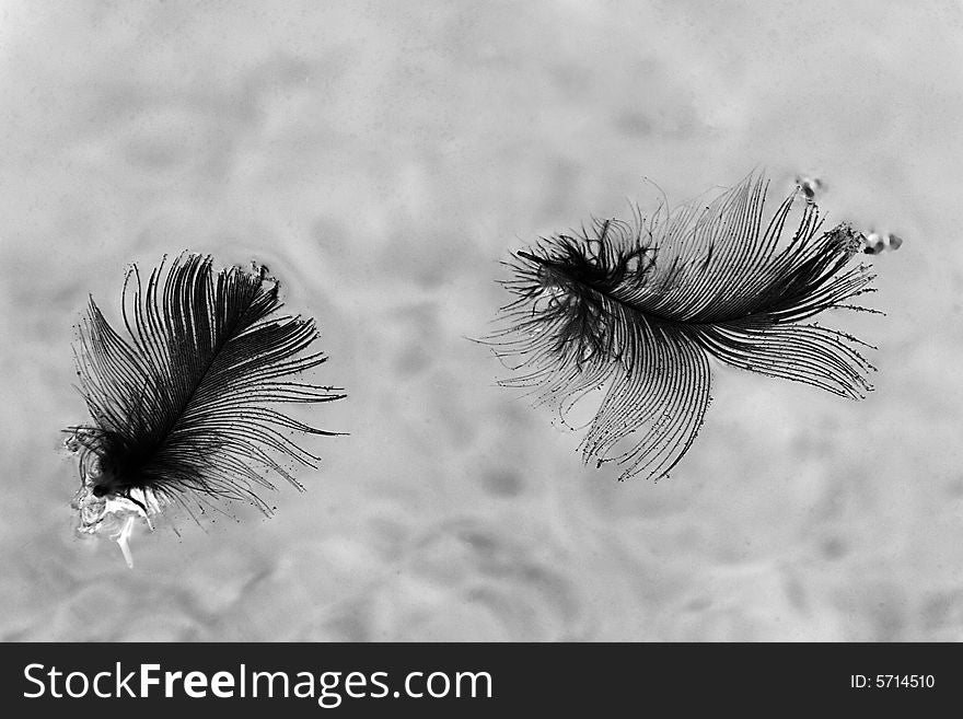 Two black plumelets on a gray background. Two black plumelets on a gray background