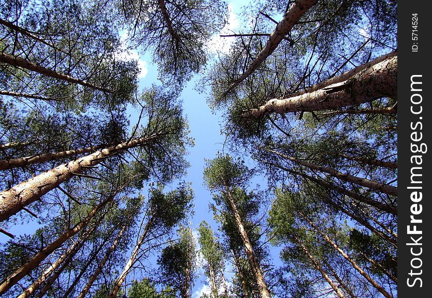 High pines against the sky. The bottom view.