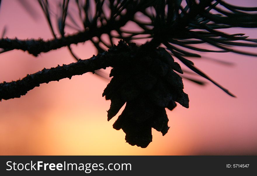 A fir branch with a cone