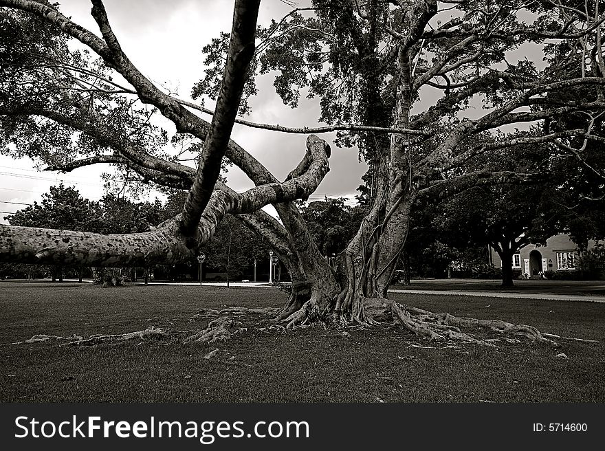 Knotted Tree